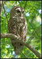 _7SB1835 barred owl